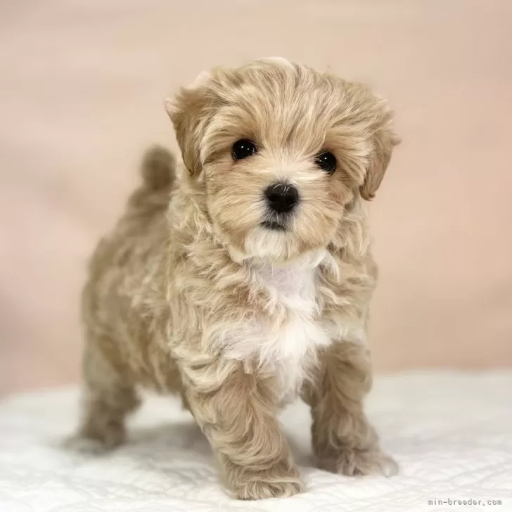 ID：2404-07004の子犬