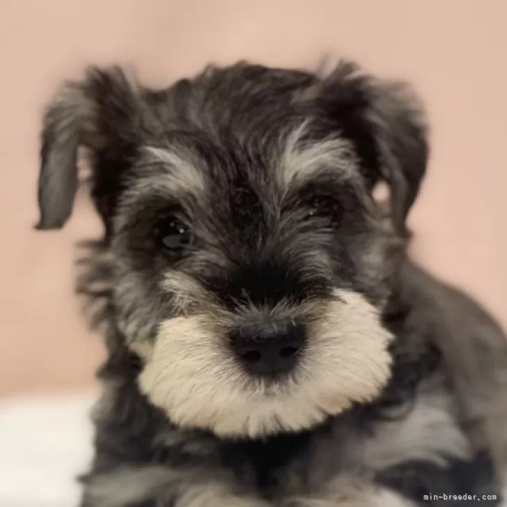 ID：2402-06711の子犬