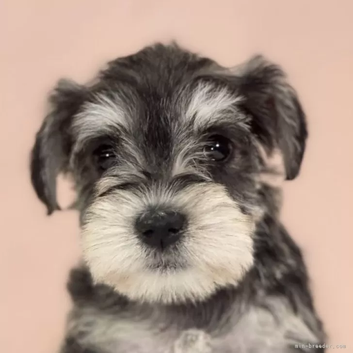 Y.N 様のお迎えした子犬