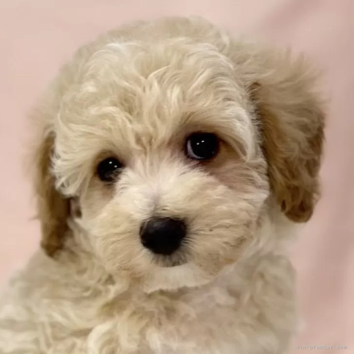 ID：2402-01375の子犬