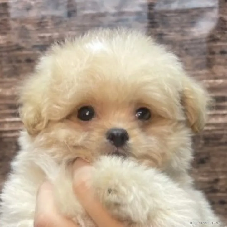 M.M 様のお迎えした子犬