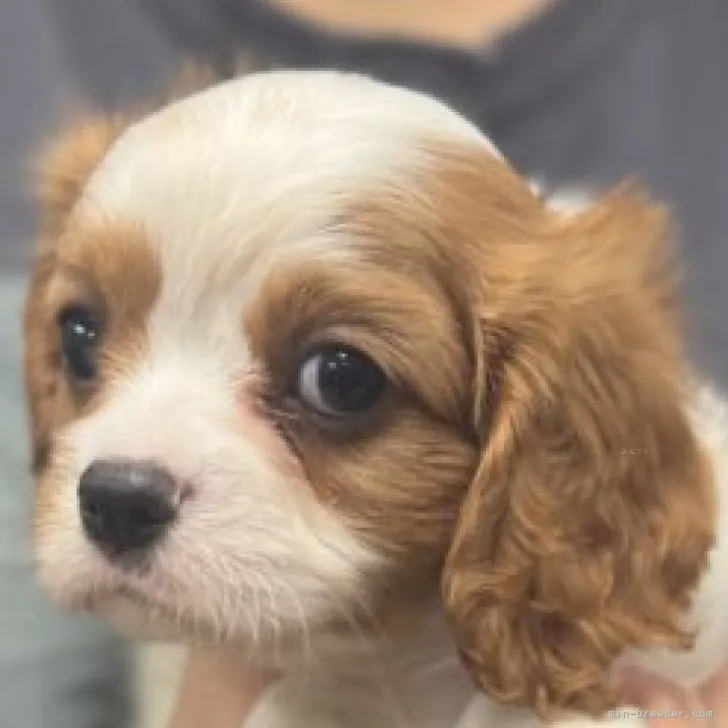 ID：2311-01815の子犬