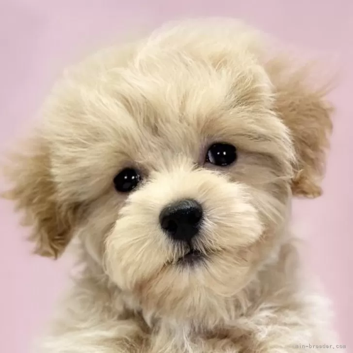 ID:2406-06951の子犬