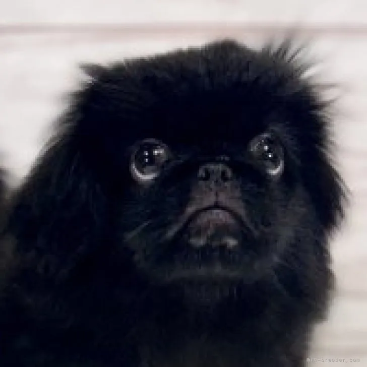 ID：2309-00133の子犬