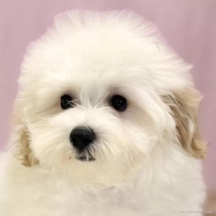 ID:2406-06953の子犬