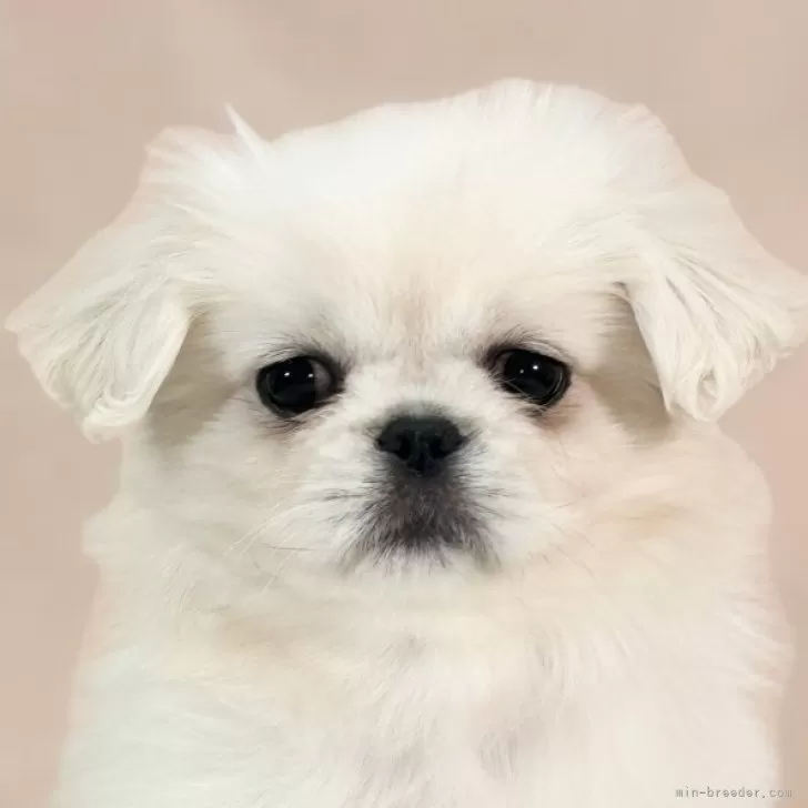 ID：2404-04012の子犬