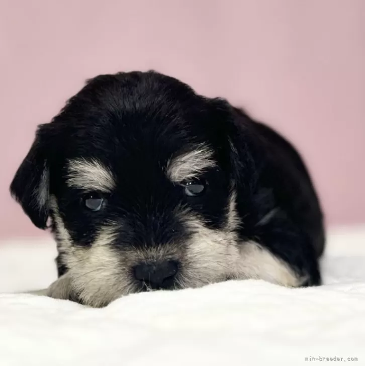 ID：2408-05216の子犬