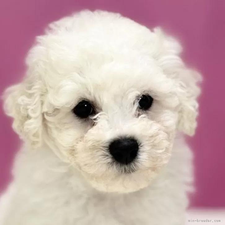 H.M 様のお迎えした子犬