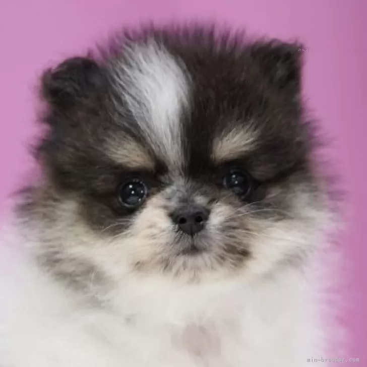 ID：2410-06258の子犬