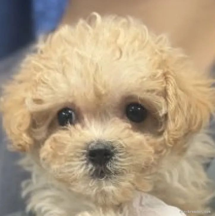 A.H 様のお迎えした子犬