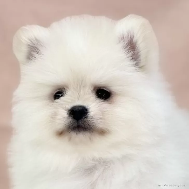 ID：2402-04938の子犬