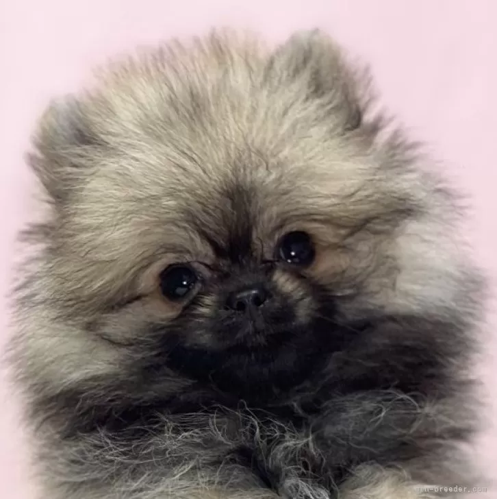 ID：2406-06673の子犬