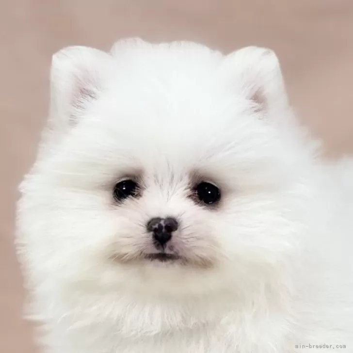 ID：2402-04940の子犬