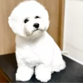 ビションフリーゼ
