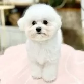 ビションフリーゼ