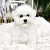 ビションフリーゼ