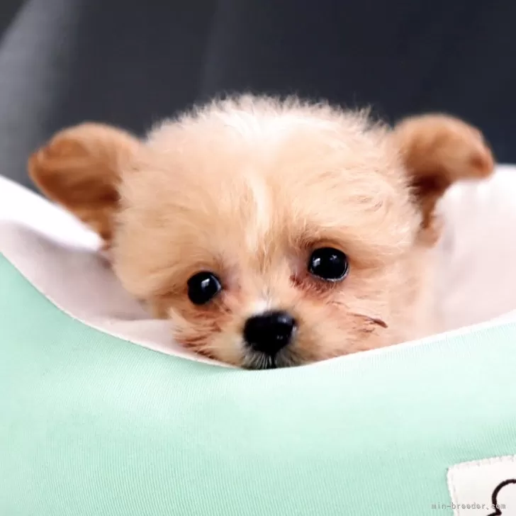 Y.O 様のお迎えした子犬