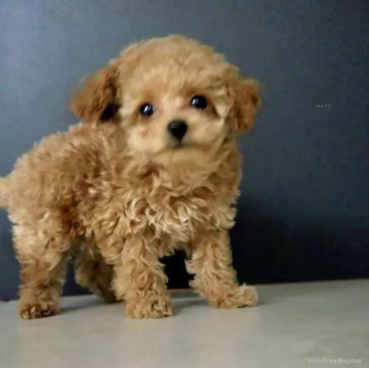 ID：2503-04006の子犬