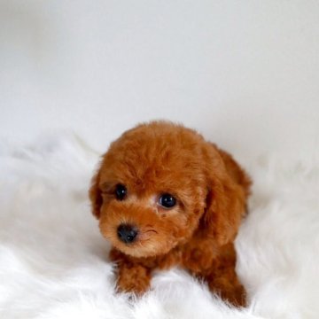 トイプードル(タイニー)【岡山県・女の子・2025年10月3日・レッドフォーン】の写真「Babyフェイスなお姫様♡」