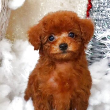 タイニープードル【岡山県・男の子・2025年10月3日・レッドフォーン】の写真「Babyフェイスな王子様♡」