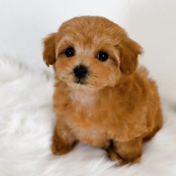 マルプー(トイプードル×マルチーズ)【岡山県・女の子・2025年9月21日・アプリコット系】の写真「とにかくお顔の可愛いMIXをお探しの方はこの子です」