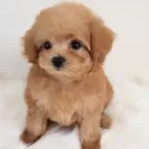 マルプー(トイプードル×マルチーズ)【岡山県・女の子・2025年9月21日・アプリコット系】の写真2