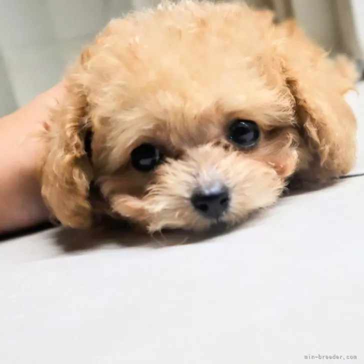 ID:2408-08391の子犬