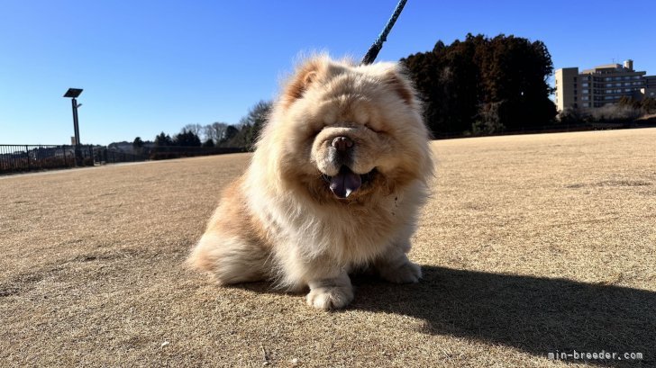 杜　継鵬(とう　けいほう)ブリーダー(茨城県・ゴールデンレトリバーなど・JKC/cku登録)の紹介写真2