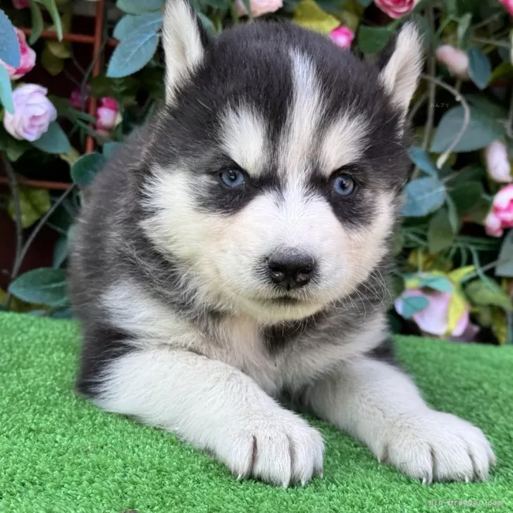 M.K 様のお迎えした子犬