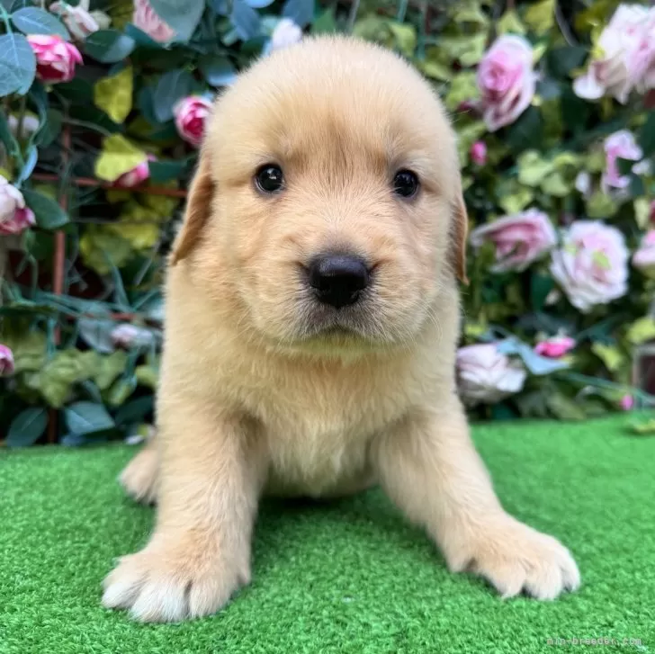 ひろこ 様のお迎えした子犬