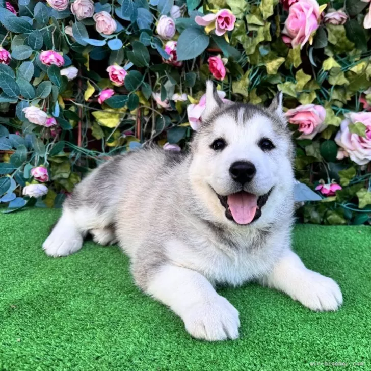 カフェオレ 様のお迎えした子犬