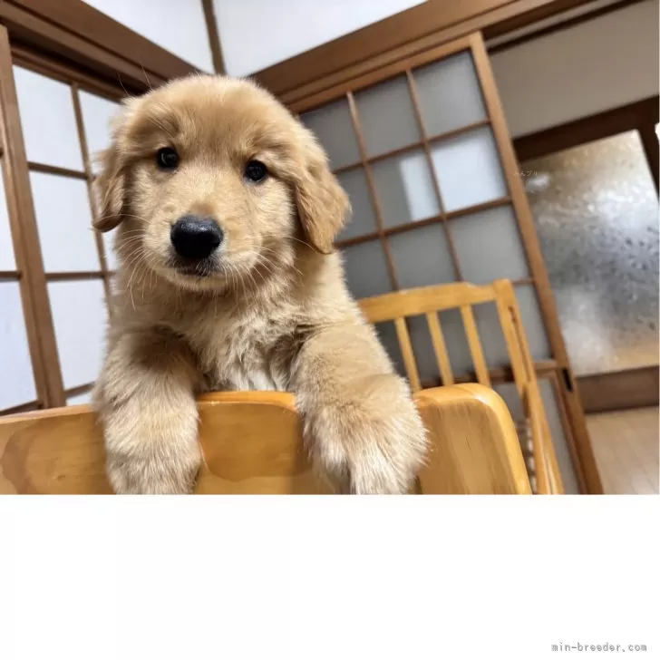 ID:2502-04459の子犬
