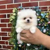 ポメラニアン