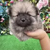 ポメラニアン