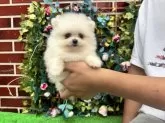 ポメラニアン【茨城県・女の子・2025年8月5日・ホワイト】の写真3