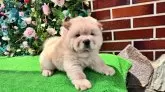 チャウチャウ【茨城県・男の子・2025年7月1日・クリーム】の写真8