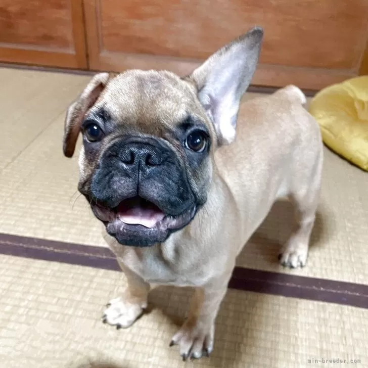 ID：2506-01896の子犬