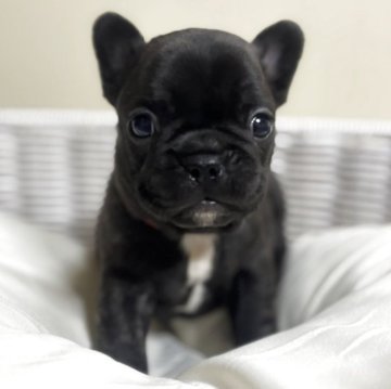 フレンチブルドッグ【三重県・女の子・2025年10月12日・ブリンドル】の写真「【両親遺伝子クリア】活発な美人さんの女の子」