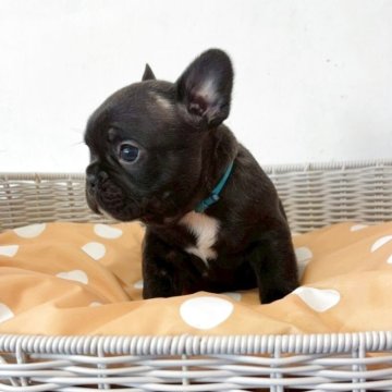 フレンチブルドッグ【三重県・男の子・2025年10月12日・ブリンドル】の写真「【両親遺伝子クリア】小さく産まれ大きく成長しました」