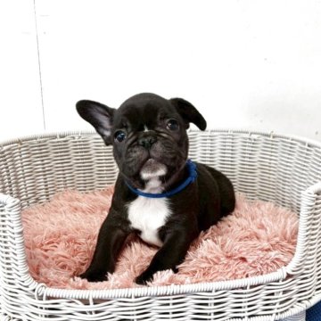 フレンチブルドッグ【三重県・男の子・2025年10月4日・ブリンドル】の写真「【両親遺伝子クリア】お鼻のラインが特徴的♪」