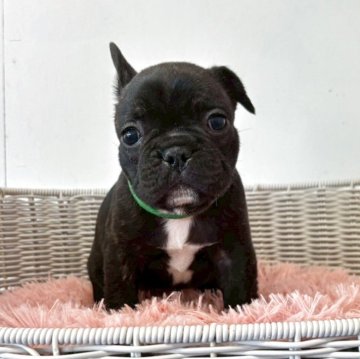 フレンチブルドッグ【三重県・男の子・2025年10月12日・ブリンドル】の写真「【両親遺伝子クリア】どっしり安定感のある男の子🎵」