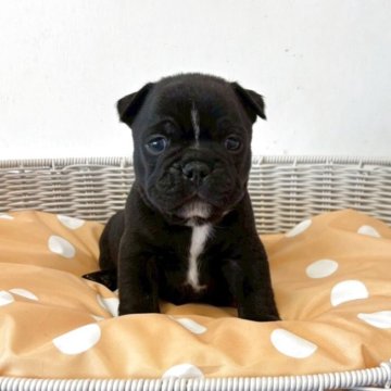 フレンチブルドッグ【三重県・男の子・2025年10月18日・ブリンドル】の写真「【両親遺伝子クリア】ママによく似た落ち着いた男の子」