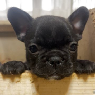 フレンチブルドッグ【三重県・女の子・2025年10月12日・ブリンドル】の写真「【両親遺伝子クリア】フレンドリーな小さめ女の子🩷」