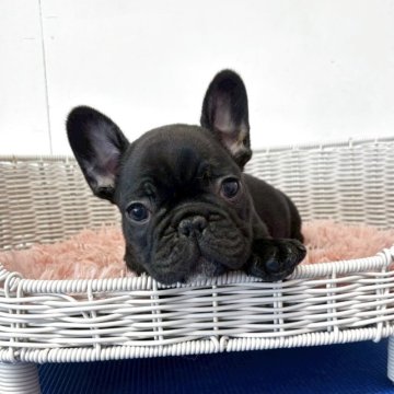 フレンチブルドッグ【三重県・男の子・2025年10月4日・ブリンドル】の写真「【両親遺伝子クリア】がっしり体型マイペースくん」