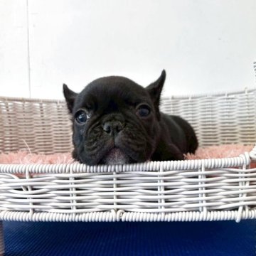 フレンチブルドッグ【三重県・男の子・2025年10月12日・ブリンドル】の写真「【両親遺伝子クリア】マイペース男の子」