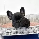 フレンチブルドッグ