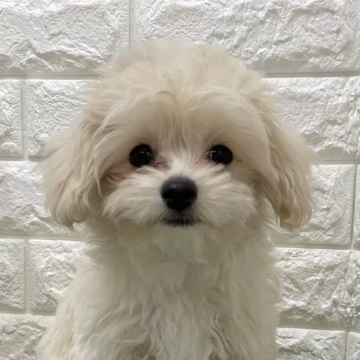 ID：2412-05397の子犬
