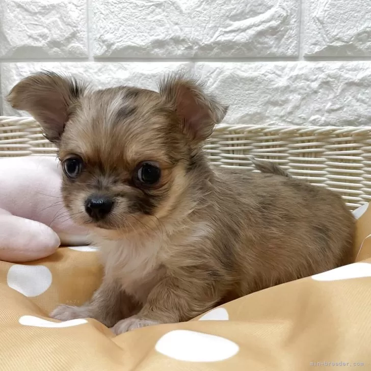 ID：2510-08288の子犬