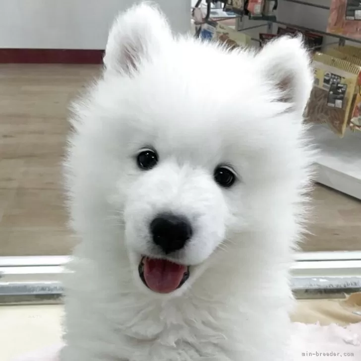 ID：2506-03169の子犬