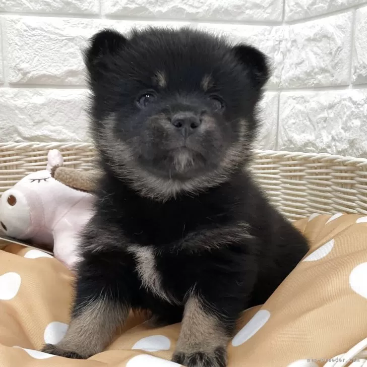 ポメ豆柴(ポメラニアン×豆柴犬)【北海道・女の子・2025年8月16日・黒】の写真1